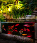 RGB Pond Lights