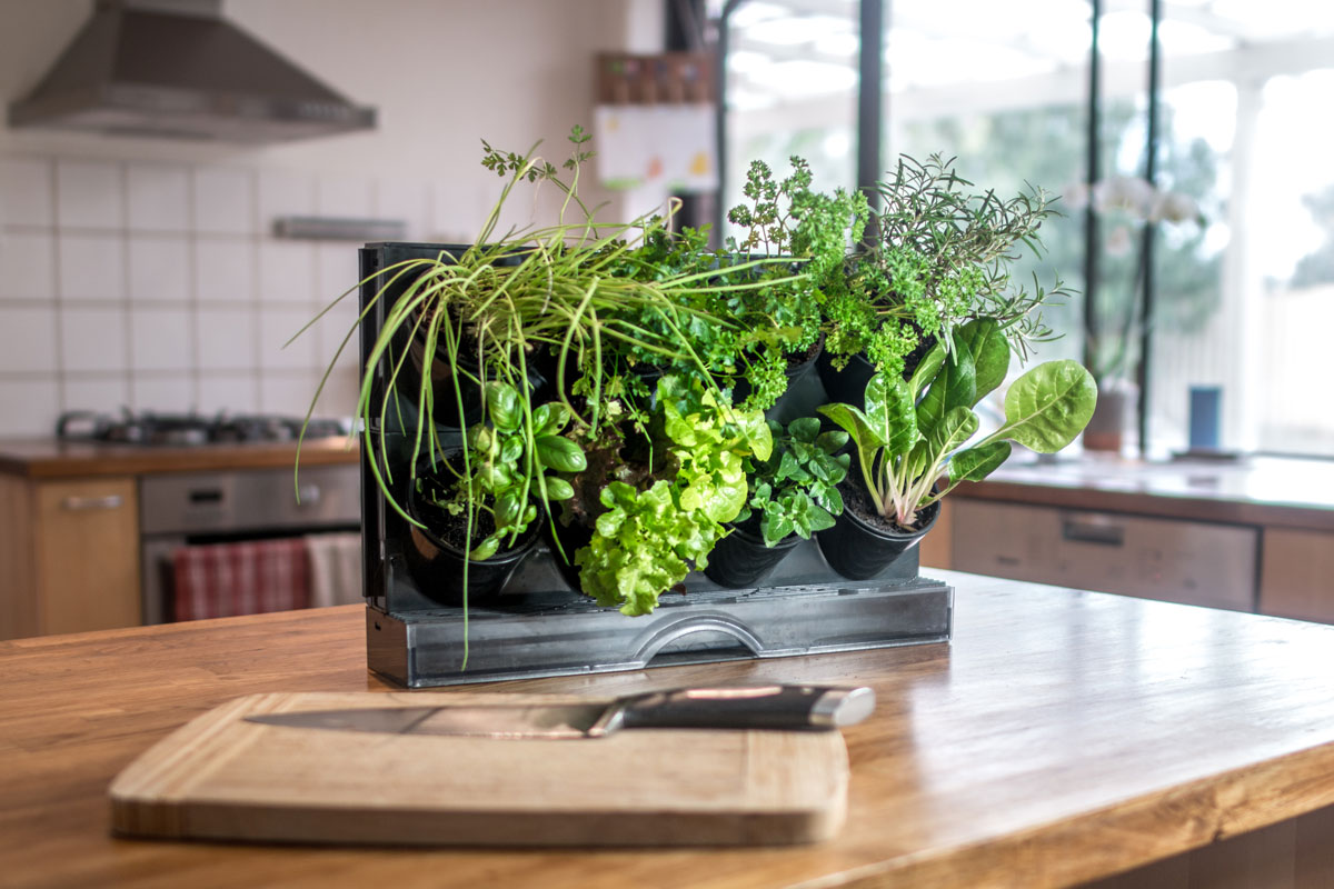 Mother's Day gift ideas -benchtop greenwall