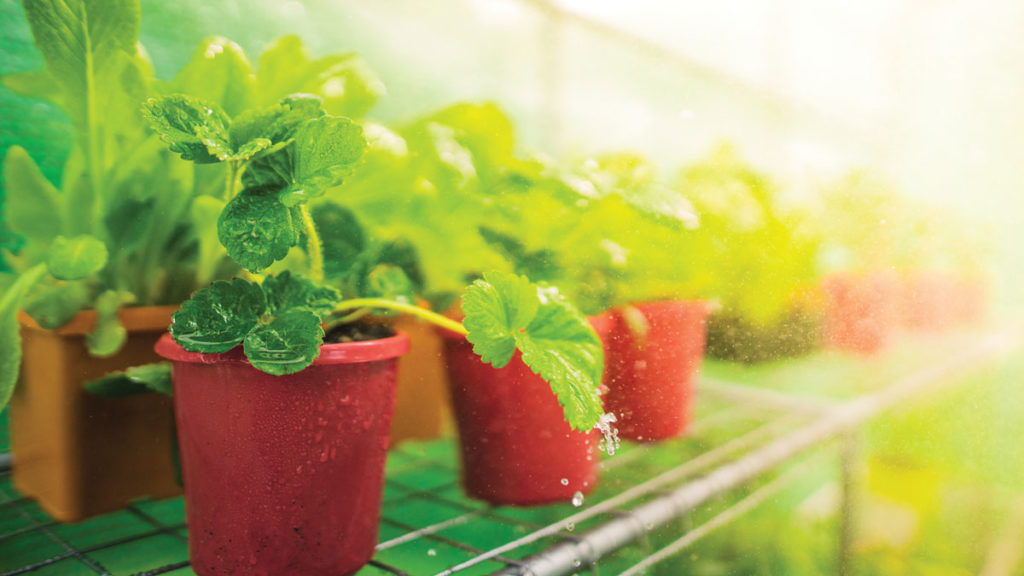 Our top gardening must haves for Autumn 2022 Holman Industries