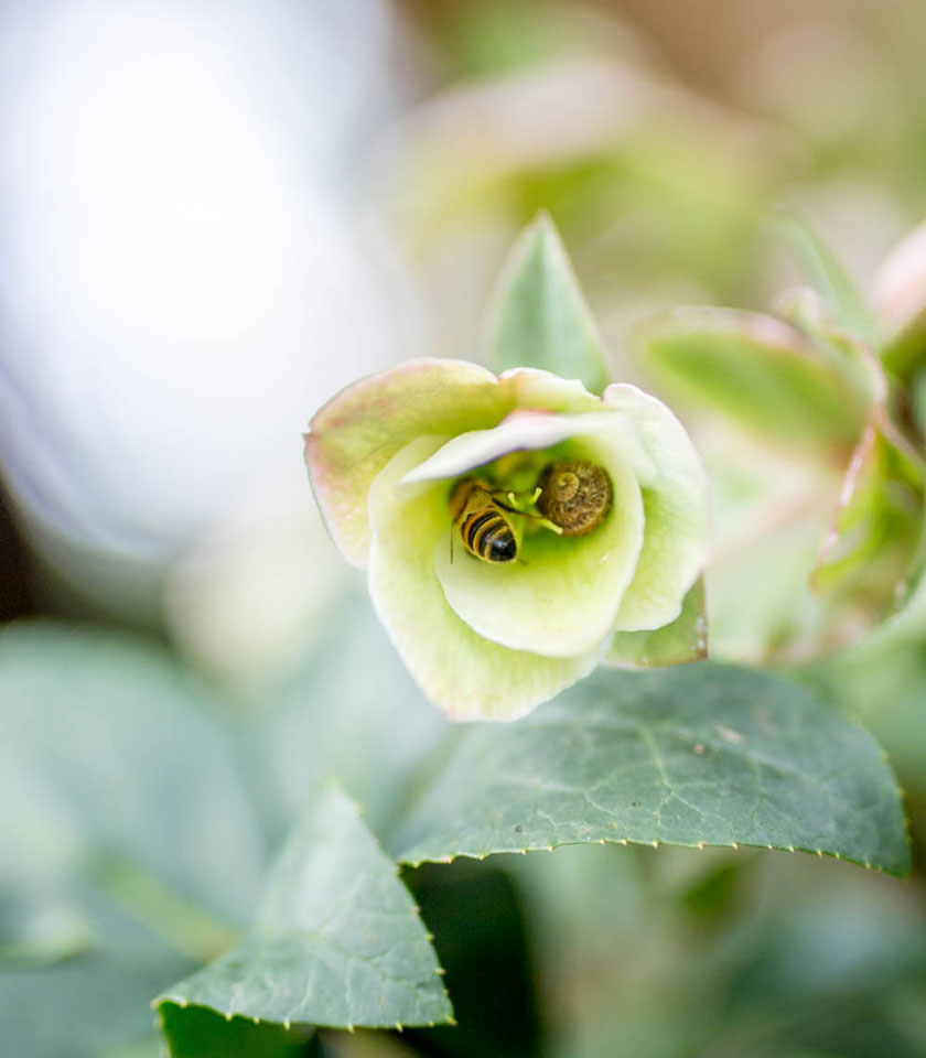 diy bee hotel bee day