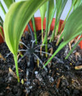 Low Pressure Tap Timers are great for drippers in potted plants