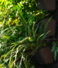 Vertical Greenwall filled with ferns