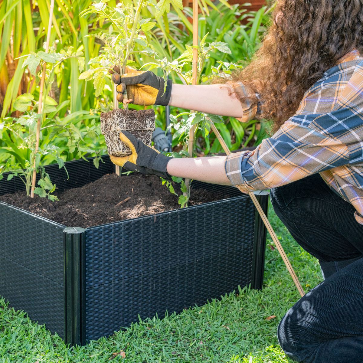 Planting veggies in raised garden beds and get your yard ready for winter