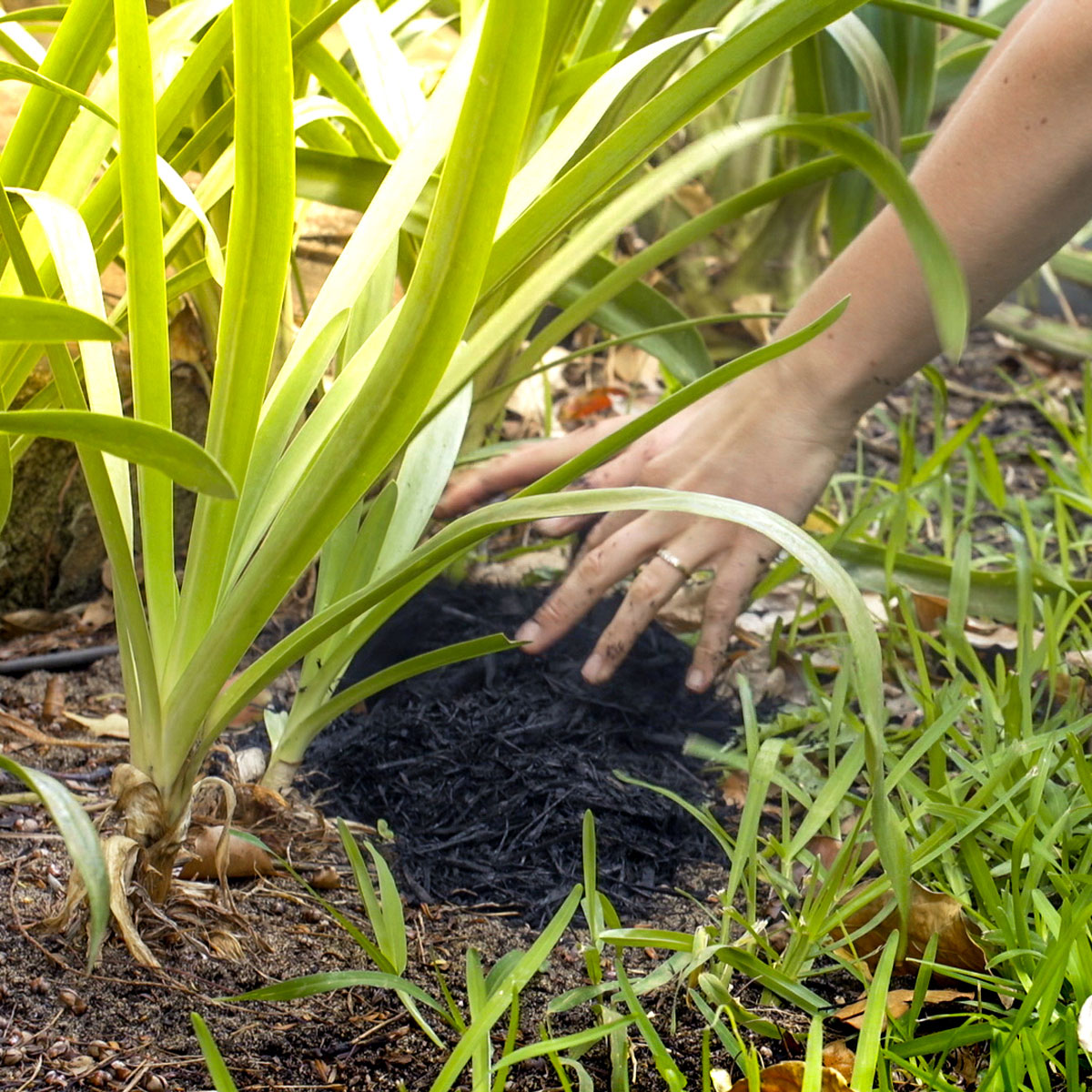 Mulching garden beds to improve the soil