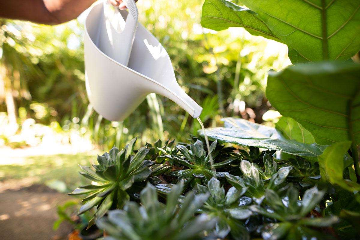 Watering succulent garden with white watering can