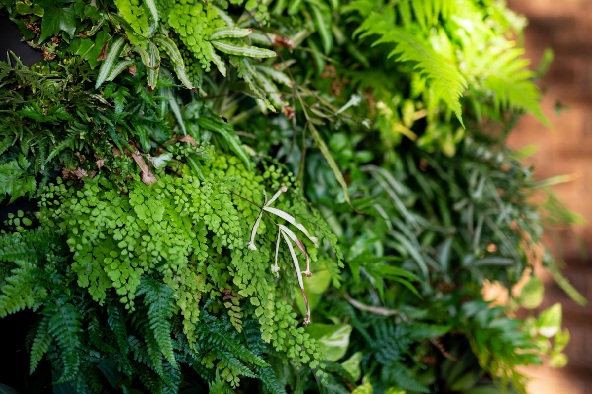 Vertical garden full of shade loving ferns