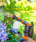 Fertilising Frangipani with QuikMix Spray Gun