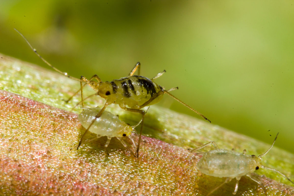 Close-up of three green aphids on a leaf. The larger of the three has black spots on its back and climbs over a smaller one.