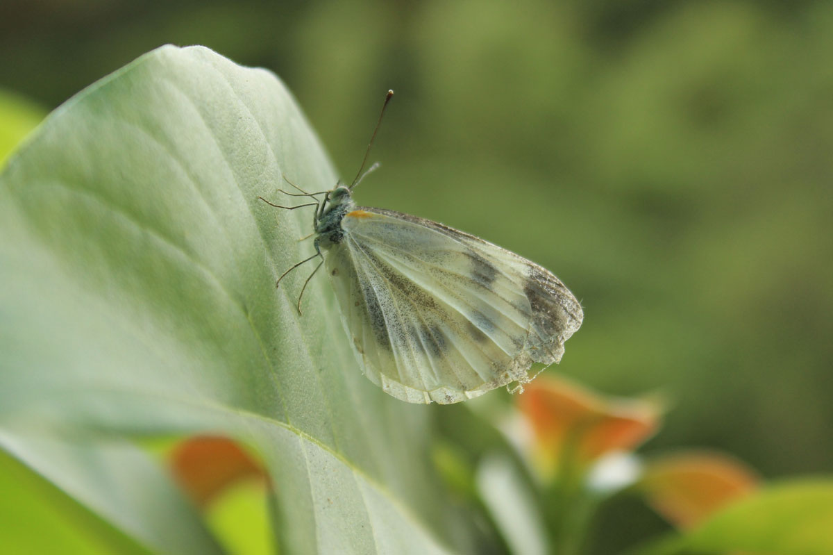 Close-up of a white cabbage butterfly resting on a plant leaf.