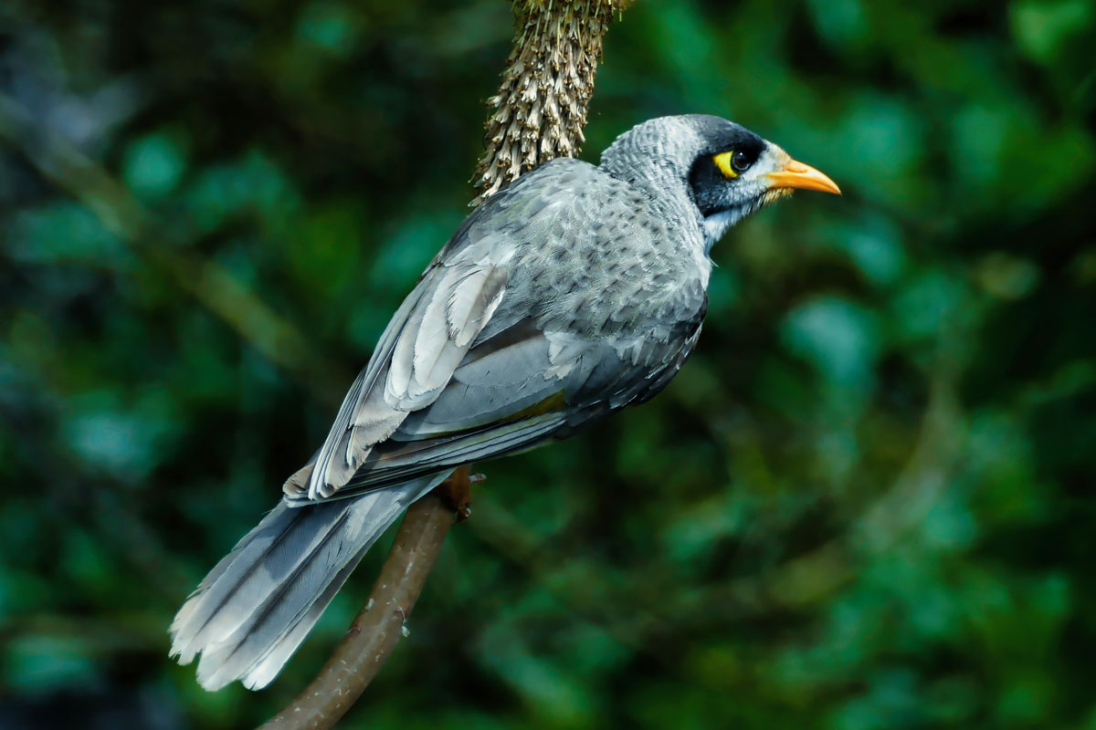 A grey noisy miner perches on a plant stalk.