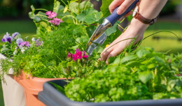 Autumn Gardening Guide: What to do in your garden this weekend based on your climate