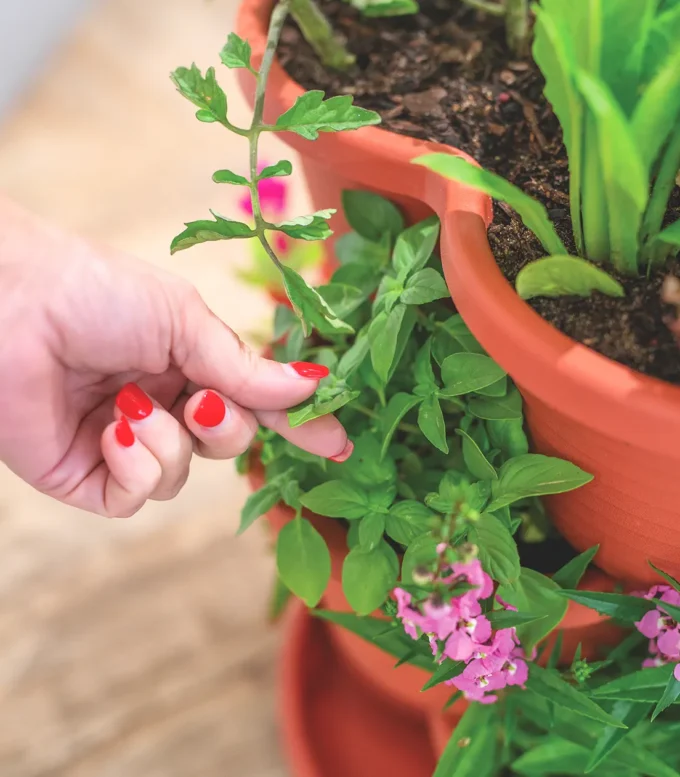Venn Garden with a gardener picking basil leaves