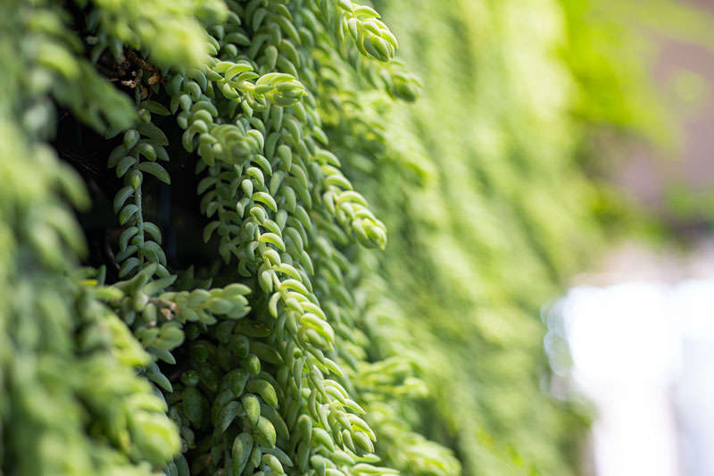 plants for your greenwall - donkeys tail