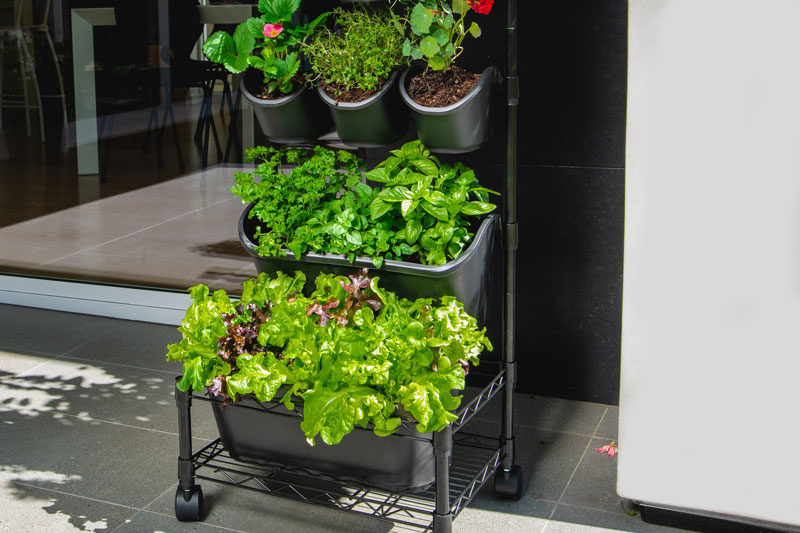 Plants for your greenwall - lettuce