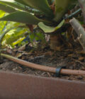 Drip Irrigation Installation Video