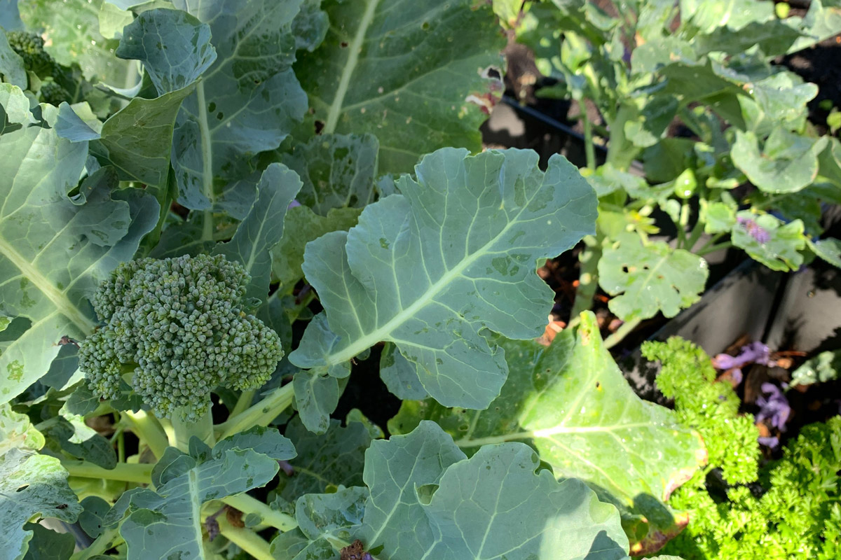 Easy-gardening-projects-broccoli