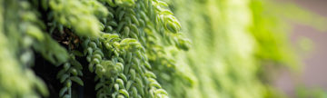Choosing the right plants for your GreenWall®