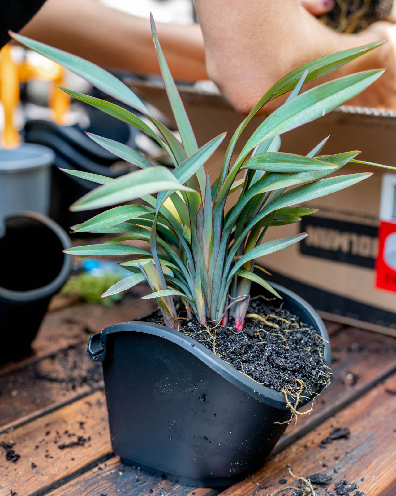 plants for your greenwall - vertical planting kit