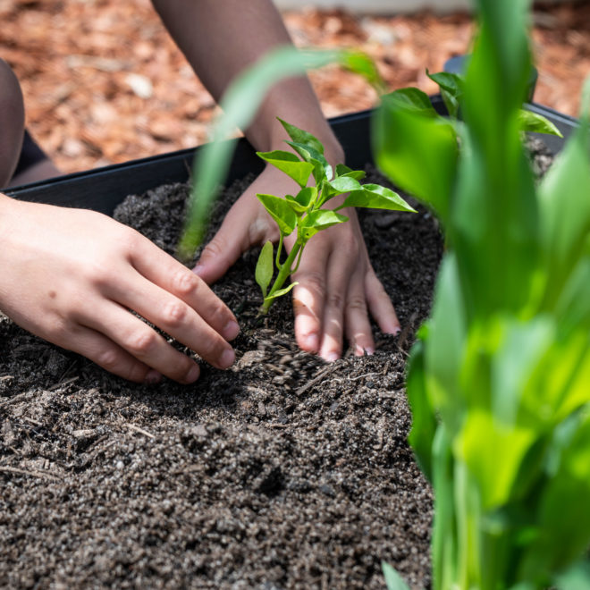 How to prepare your Garden Beds for Spring Holman Industries