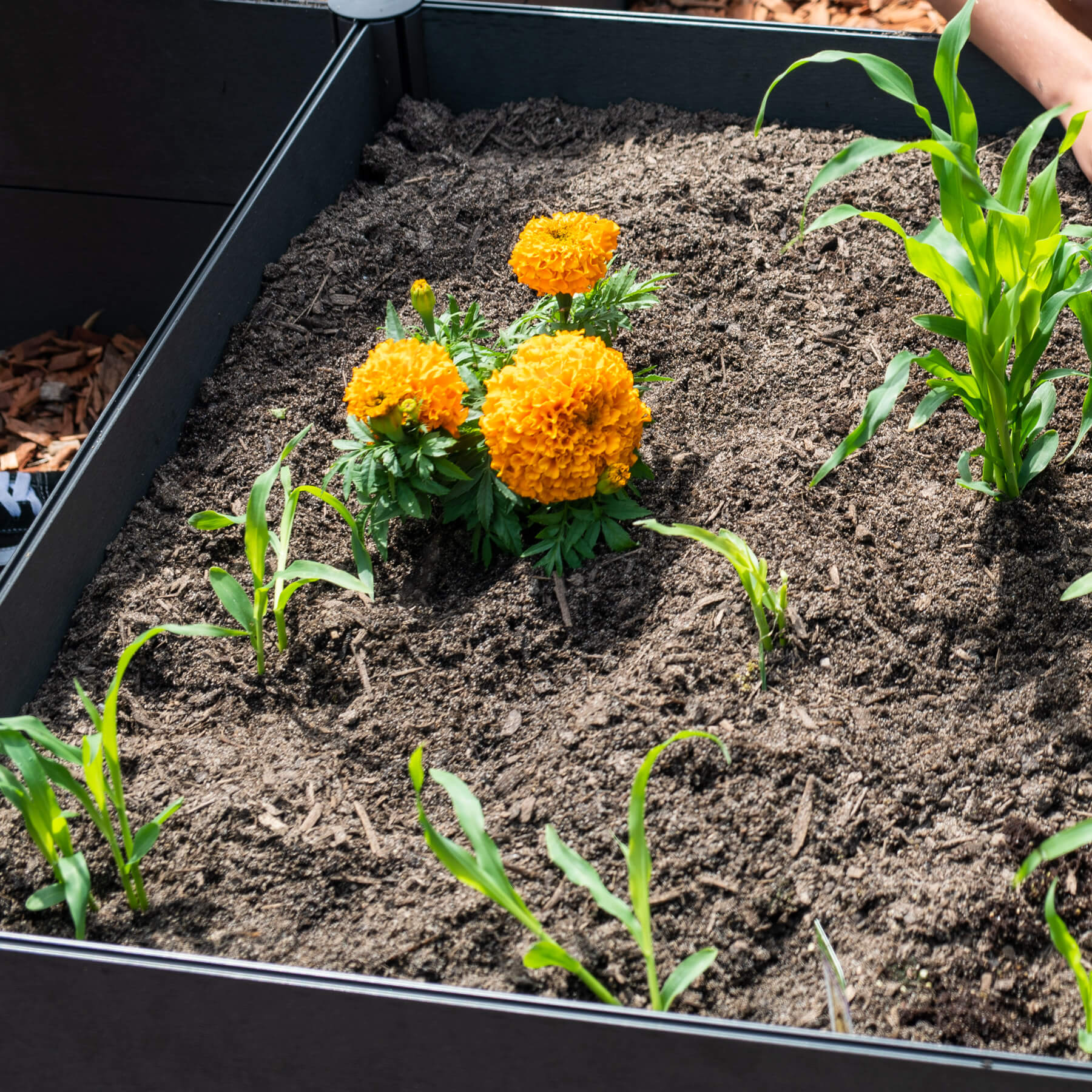 Preparre your garden beds for spring - where to plant