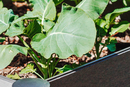 prepare-garden-beds-for-winter