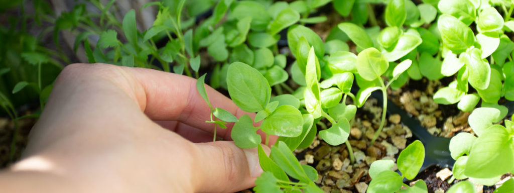 prepare-garden-beds-for-winter prepare-garden-beds-for-winter