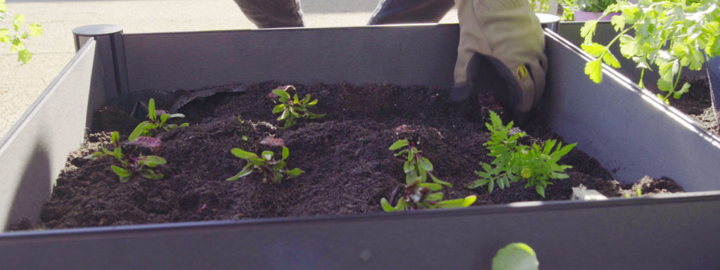 prepare-garden-beds-for-winter-image-5 prepare-garden-beds-for-winter