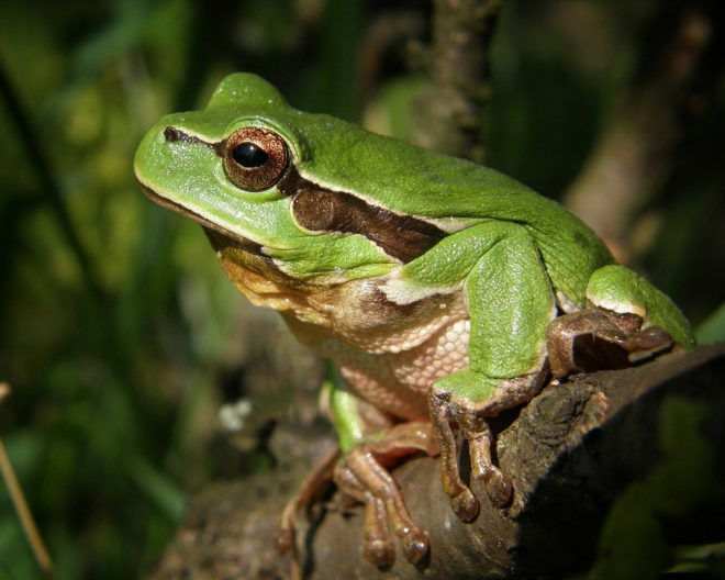 How to make a Frog Hotel DIY PVC Project Holman Industries
